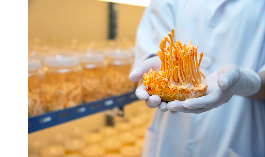 best immune system supplements