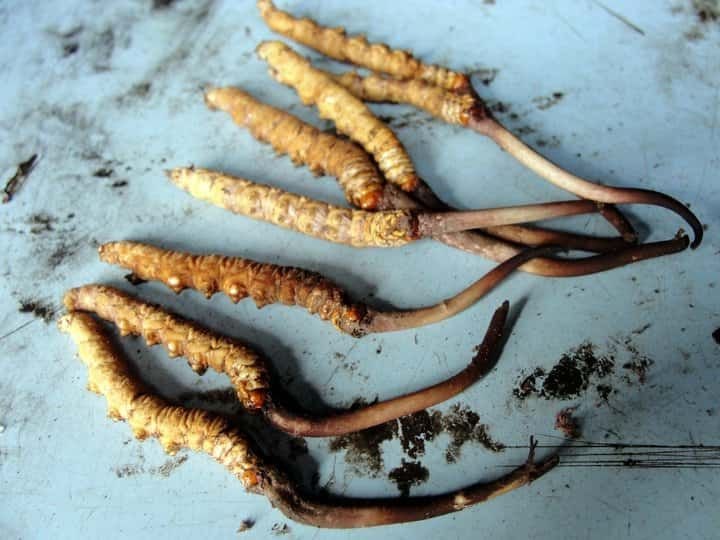 The Ultimate Guide to Buying Authentic Keeda Jadi Online in India