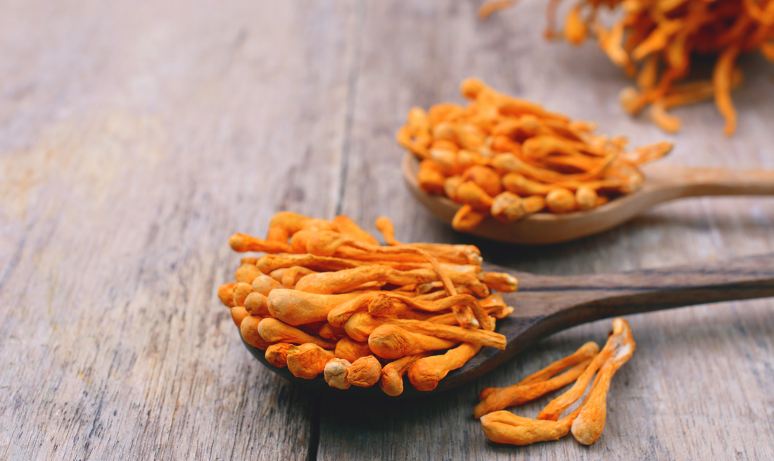buy Keeda Jadi Mushroom in Dehradun.
