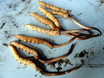 The Ultimate Guide to Buying Authentic Keeda Jadi Online in India